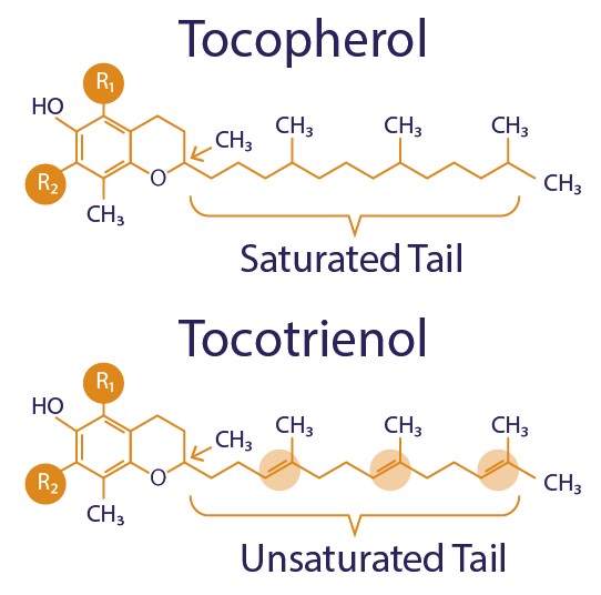 Vitamin E, Tocotrienol, Tocopherol